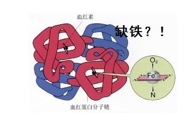 人体幸福宝app污无限制观看版下载品牌山东幸福宝app探究铁元素在人体中的作用 人体幸福宝app污无限制观看版下载品牌山东幸福宝app探究铁元素在人体中的作用