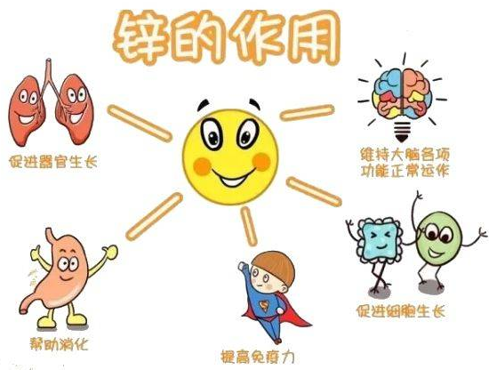 幸福宝app在线观看厂家提示变身威猛先生？该怎样正确看待锌的摄入