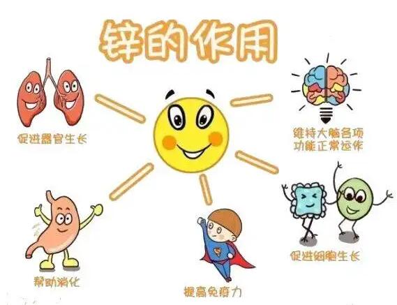全自动幸福宝app在线观看生产厂家提示人体内的锌元素有哪些作用？
